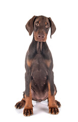 puppy doberman pinscher in studio