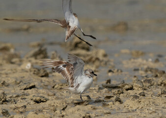 Kentish Plovers fighting at Busiateen coast, Bahrain 