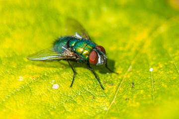 Close-up macro of fly on green leaf