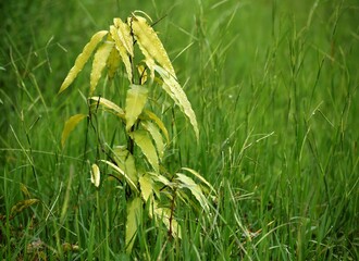 Flowering and non flowering plants