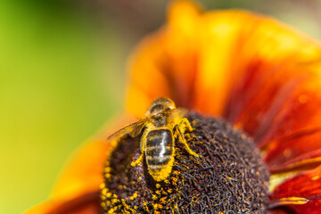 Close-up macro of bee on orange flower with pollen