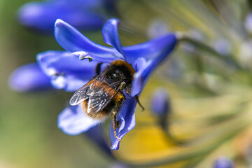 Close-up macro of bee on purple flower