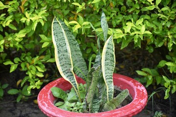 Flowering and non flowering plants