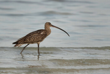 Closeup of Eurasian curlew at Busiateen coast, Bahrain