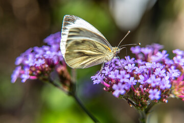 Close-up macro of butterfly on purple flower