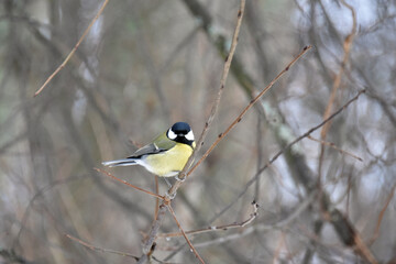 Cute tit on a branch in the forest in winter