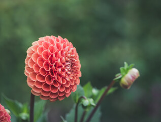 Beautiful orange Dahlia flower, green background