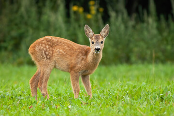 Naklejka na ściany i meble Young roe deer, capreolus capreolus, standing on grass during the summer. Little fawn looking to the camera on meadow. Juvenile animal watching on field from low angle view.