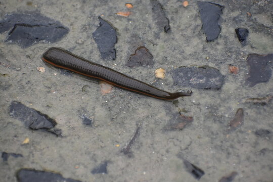 leech moving on concrete road.