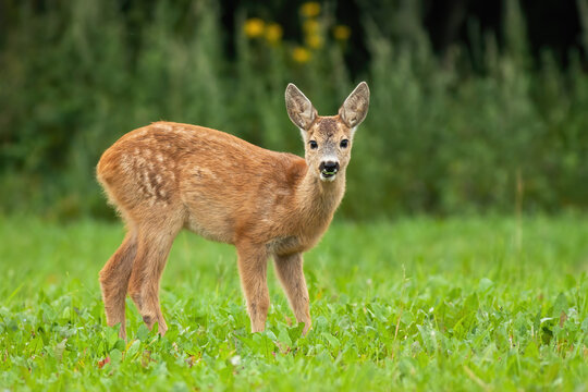 Young roe deer, capreolus capreolus, standing on grass during the summer. Little fawn looking to the camera on meadow. Juvenile animal watching on field from low angle view.