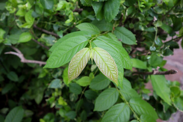 Fresh new Mitragyna speciosa (Kratom Plant) leaves. This plant also used for creating traditional medicines in few countries of south east Asia.