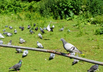 Beautiful rock doves