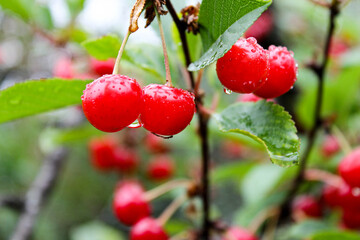 Obraz premium Red cherry on a branch with raindrops