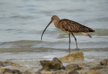 Eurasian curlew fetching food at Busiateen coast, Bahrain