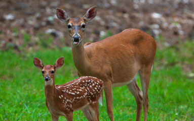 Mama Deer Sticking Out Her Tongue 