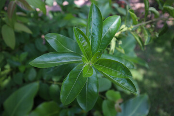 Fresh new green leaves with blur background.