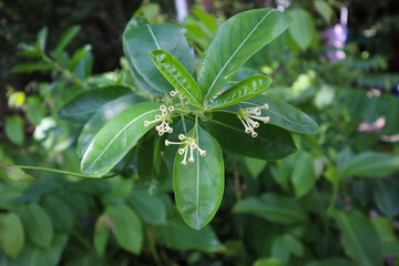 Close up of Night Blooming Jasmine Flower Bud with background blur.