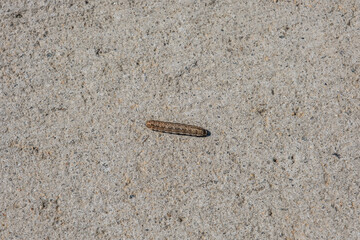 Caterpillar crawling on the sidewalk