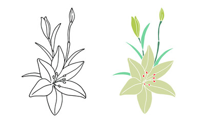 Bloom floral spring. Blossom flower with leaves on branch. Black outline isolated on white. Natural blossom flower branch botany illustration. Garden flower. Graphical flower illustration. green flowe