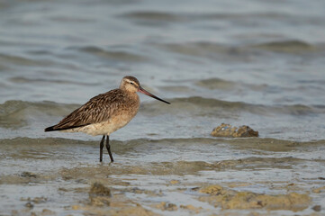 A portrait of a Bar-tailed Godwit at Busiateen coast of Bahrain