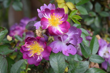 Flores Bogotá, Colombia