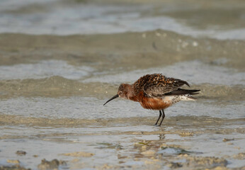 Curlew Sandpiper in breeding plumage during low tide at Busaiteen coast of Bahrain