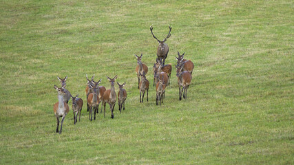Dominant red deer, cervus elaphus, following herd of hinds in rutting season. Group of animals...