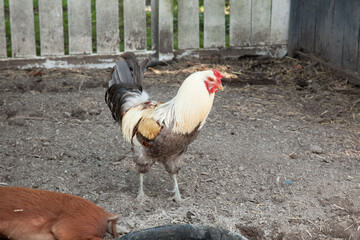 Rooster in a barnyard