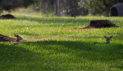 Two Baby Deer Resting in the Grass