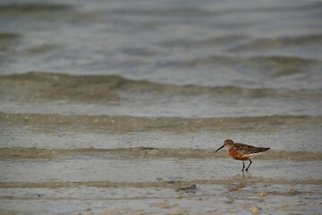 Curlew Sandpiper in breeding plumage at Busaiteen coast of Bahrain