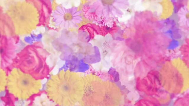 Elegant floral motion background animation with various flowers: alstroemeria, carnation, chrysanthemum, daisy, gerbera, gladiola, hydrangea and rose, in pastel colors gently moving towards the camera