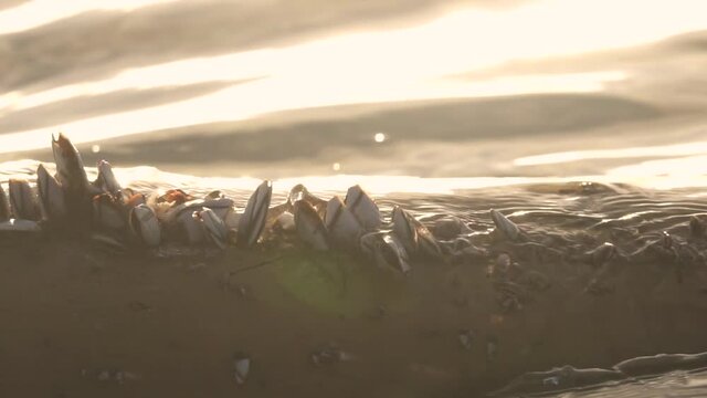 barnacles on beach log in ocean water with waves washing over in slow motion