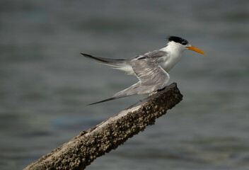 Greater Crested Tern perched on a wooden at Busaiteen coast, Bahrain