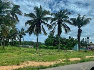 Obraz premium palm trees on the hilly countryside 
