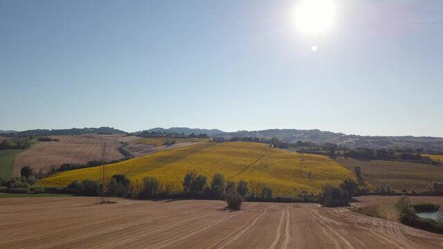 vista aerea di un campo di girasoli sulle colline delle Marche in Italia