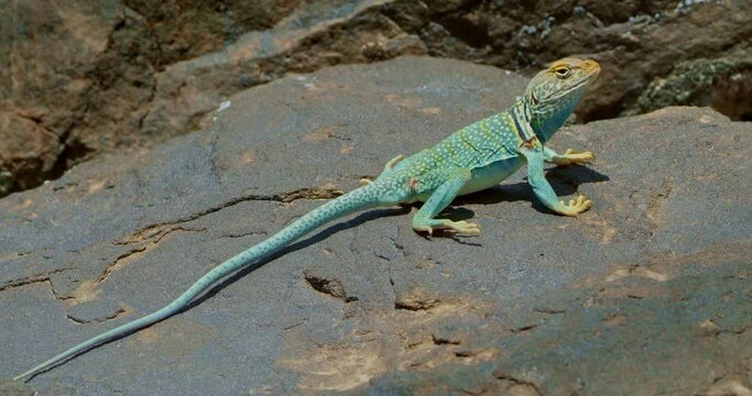 Collared Lizard on flat blue rock High Angle