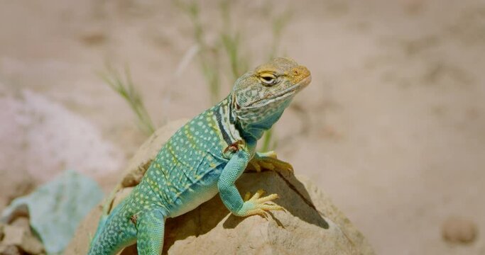 Close Up Collared Lizard on rock looks towards camera