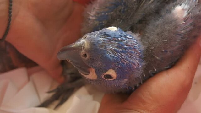 Close-up of holding a baby Hyacinth macaw parrot.
