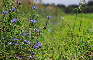 purple cornflowers in the field