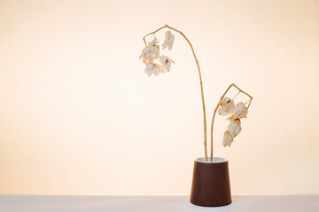 Naturaleza muerta orquídeas en fondos de color