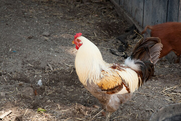 Rooster in a barnyard