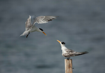 Greater Crested Tern looking for the wooden log at Busaiteen coast, Bahrain