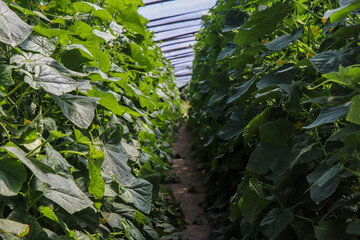 Obraz premium green cucumber plantation under the greenhouse