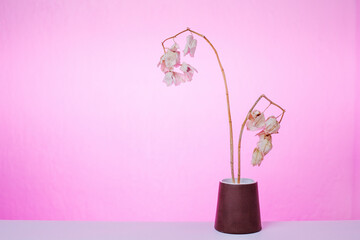 Naturaleza muerta orquídeas en fondos de color