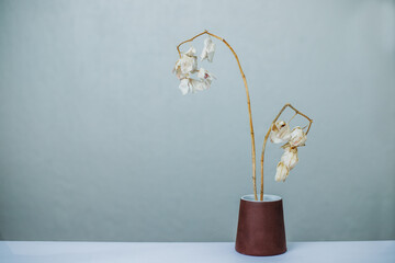 Naturaleza muerta orquídeas en fondos de color