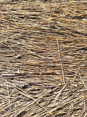 Lumpy dry bushes