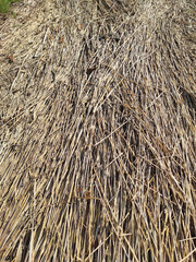Lumpy dry bushes