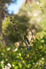 Red legged golden orb weaver spider female - Nephila inaurata madagascariensis, resting on her nest, sun over blurred bushes in background