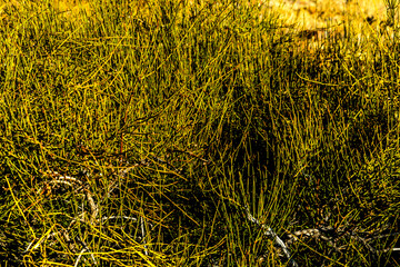 Bartley Ranch Regional Park Reno Nevada