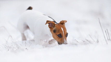 Small Jack Russell terrier walking on snow, sniffing the ground - obrazy, fototapety, plakaty